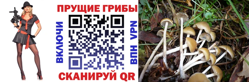 блэк спрут ONION  Уржум  Псилоцибиновые грибы Cubensis 
